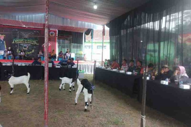 BABINSA KORAMIL 18 PAGENTAN SERKA SUPOMO HADIR ACARA KONTES  LOKAL KAMBING ETAWA