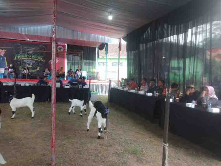 BABINSA KORAMIL 18 PAGENTAN SERKA SUPOMO HADIR ACARA KONTES  LOKAL KAMBING ETAWA